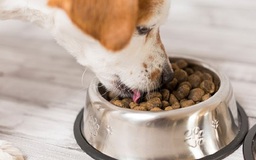 Chén đựng thức ăn của thú cưng có thể gây bệnh cho người