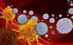 Phát hiện thuốc giúp hệ miễn dịch tăng khả năng diệt ung thư khó trị