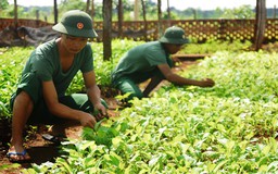 Màu xanh trên đồn biên phòng Đắk Ơ