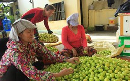 Diêm dân thoát nghèo nhờ trồng táo bán tết