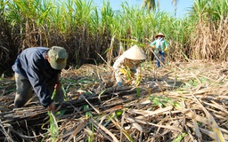 Ai hưởng lợi từ bảo hộ mía đường - Kỳ 2: Cạnh tranh để 'giải thoát' nông dân