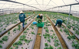 Nông nghiệp công nghệ cao: Làm 'hồ sơ điện tử' cho rau