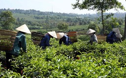 Dư lượng thuốc bảo vệ thực vật làm khổ ngành chè