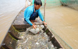 Cá linh non giá cao, hút hàng