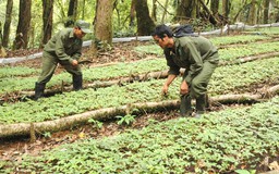 Chuyện lạ trên thủ phủ sâm