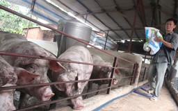 ‘Giải cứu’ heo sạch