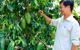 Tự tạo cơ hội: Trồng mãng cầu trên đất phèn mặn