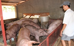 Loay hoay giải pháp cấm chăn nuôi trong nội đô