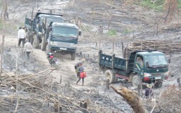Làm rõ vụ phá rừng nghiêm trọng ở Phú Yên
