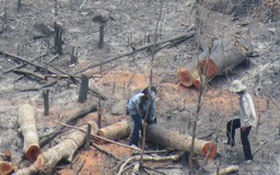 Chỉ 4 tháng, hơn 220 ha rừng ở Phú Yên bị 'hủy diệt'