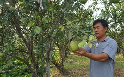 Tự tạo cơ hội: Trồng bưởi kết hợp làm du lịch