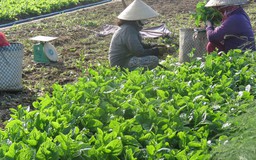 Giá rau tại Phú Yên tăng mạnh sau lũ