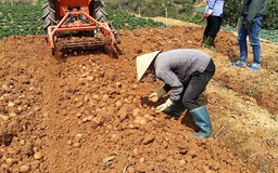 Trồng thành công khoai tây ở Măng Đen