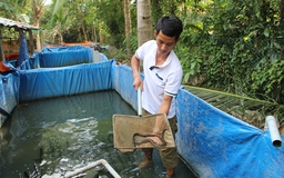 Làm giàu từ lươn giống