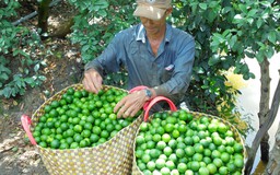 Giá chanh tăng mạnh