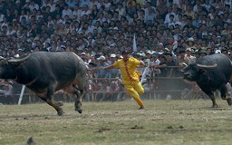 Trâu chọi Đồ Sơn những ngày buồn - Kỳ 2: Những 'ông trâu' cả trăm triệu