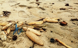 Hải sâm chết hàng loạt dạt vào bờ biển