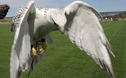Học viện không quân Mỹ bị lấy trộm chim
