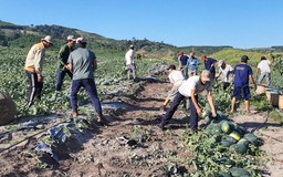 Người trồng dưa lo nạn côn đồ đòi tiền bảo kê