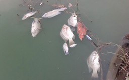 Tìm nguyên nhân cá chết, nước đổi màu ở Đà Nẵng