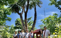 Công nhận 2 cây di sản Việt Nam ở Khánh Hòa