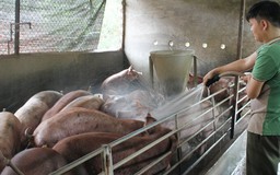 Bộ NN-PTNT xem xét nhập khẩu lợn sống từ Lào, Campuchia