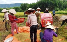 Nghĩa tình mùa dịch: Vợ chồng đi cách ly, xóm làng gặt giúp lúa