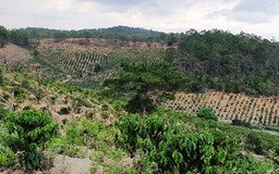 Lâm Đồng sẽ giải tỏa 334 ha rừng bị phá, lấn chiếm để trồng lại