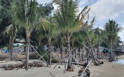 Công ty du lịch lấn chiếm hàng ngàn mét vuông bãi biển trồng dừa