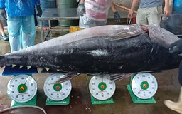 Ngư dân câu được cá ngừ đại dương nặng 210 kg