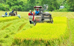 Hiến kế làm giàu cho người trồng lúa ĐBSCL