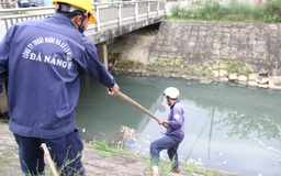 Tái diễn tình trạng cá chết trên kênh thoát nước ở Đà Nẵng