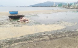 Nước thải lại tràn ra vịnh Đà Nẵng do hệ thống quá tải