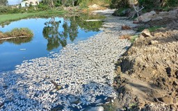 Đà Nẵng: Vớt hơn 4 tấn cá chết trên sông Cổ Cò sau mưa lớn