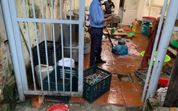 Đà Nẵng: Đột kích công ty 'thực phẩm sạch', phát hiện sản xuất chả bẩn