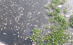 Đà Nẵng: Nắng nóng kéo dài, cá chết hàng loạt ở hồ điều tiết sau bệnh viện
