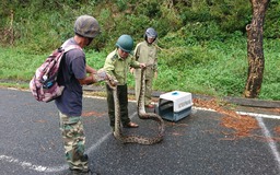 Bắt con trăn gấm dài 4m chuẩn bị nuốt trọn một con khỉ ở Sơn Trà