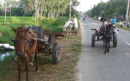 Vó ngựa vùng bán sơn