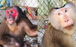 Thừa Thiên - Huế: Tiếp nhận 2 con khỉ thuộc nhóm nguy cơ đe dọa tuyệt chủng