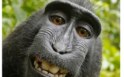Tranh cãi bản quyền về bức ảnh tự sướng của khỉ