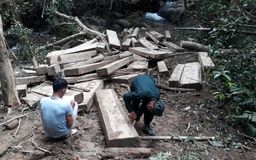 Điều tra vụ phá rừng, cưa hạ 79 m3 gỗ