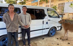 Kon Tum: Bắt giữ 2 nghi phạm dùng xe khách đi trộm bò