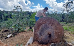 Kon Tum: Chi 92 tỉ đồng để trồng rừng trong năm 2022