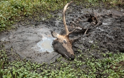 Bộ trưởng Mỹ bị kiện vì để 150 con nai sừng xám chết khô