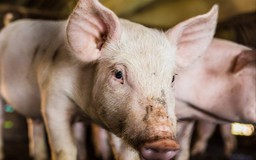 Phát hiện bệnh viêm não Nhật Bản lây từ lợn sang người ở Úc
