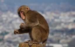 Khỉ tấn công 42 người, thành phố Nhật Bản đau đầu đối phó