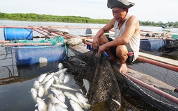 Cá nuôi ở Hà Tĩnh chết trắng lồng bè do xác bèo tây phân hủy?