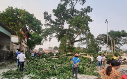 Nghệ An: Cành cây đa hơn 300 tuổi gãy đè 4 học sinh bị thương