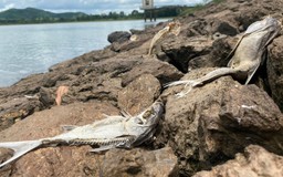 Hà Tĩnh: Xác định nguyên nhân khiến cá chết trong hồ Khe Lang