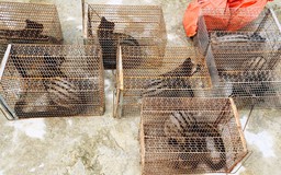 Hà Tĩnh: Phát hiện hộ dân nuôi nhốt trái phép 9 con cầy vòi hương quý hiếm